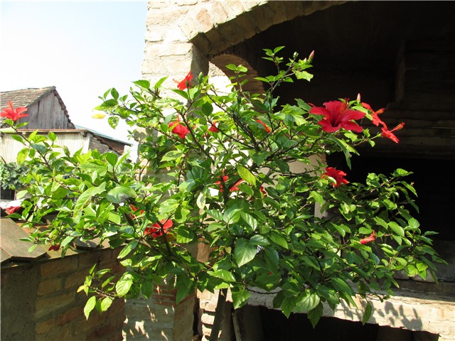 hibiskus